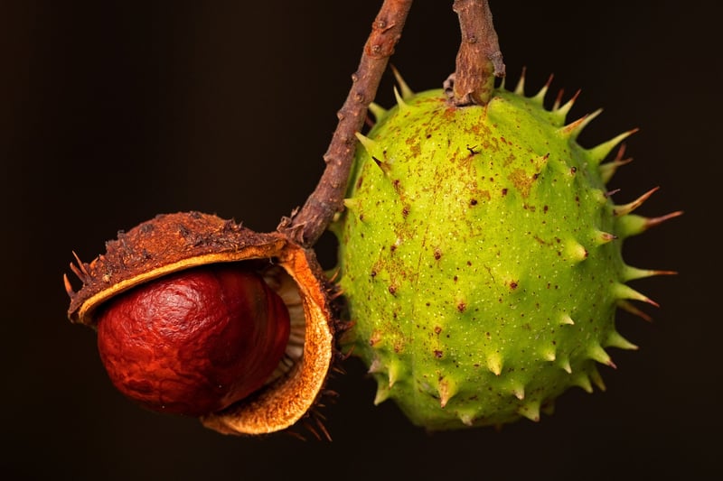 Assortment of fresh fruits