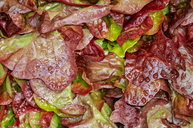 Bowl of fresh salad